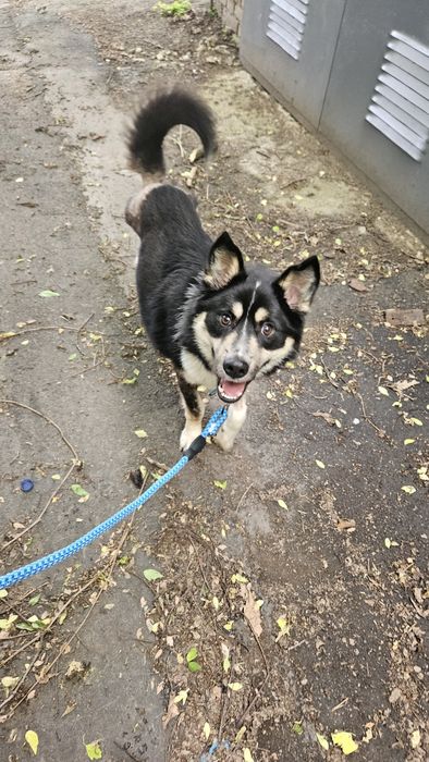 Особливий песик шукає дім!