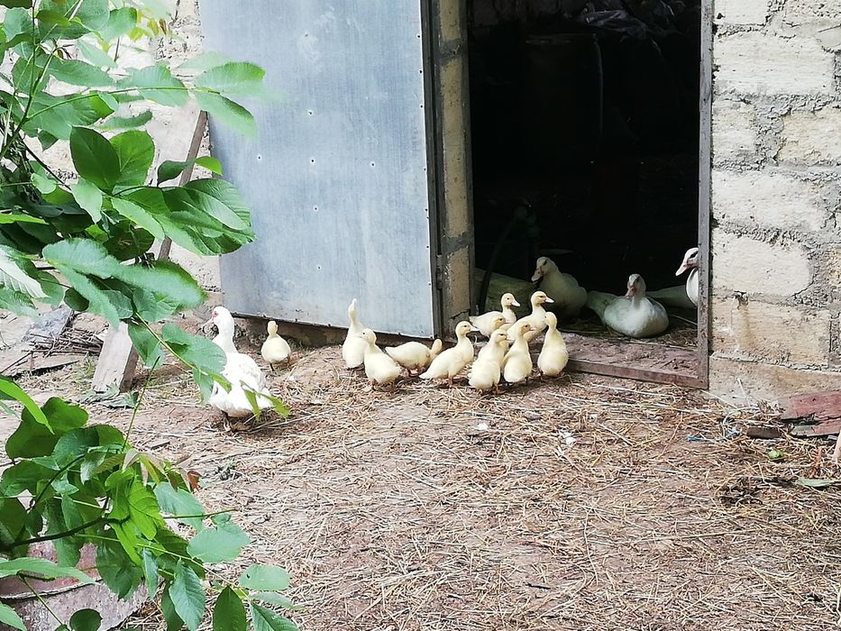 Продам мускусних качок