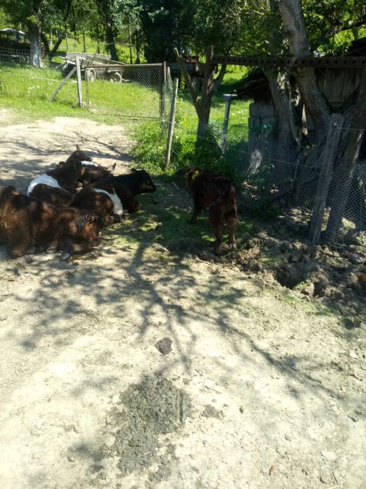 Krowy. rasy Galloway w jakości ekologicznej