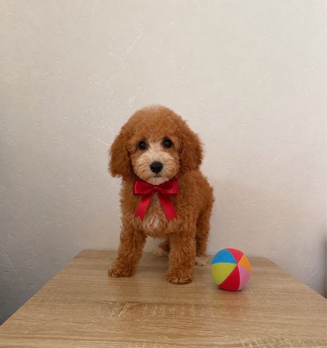 Chlopczyk Maltipoo