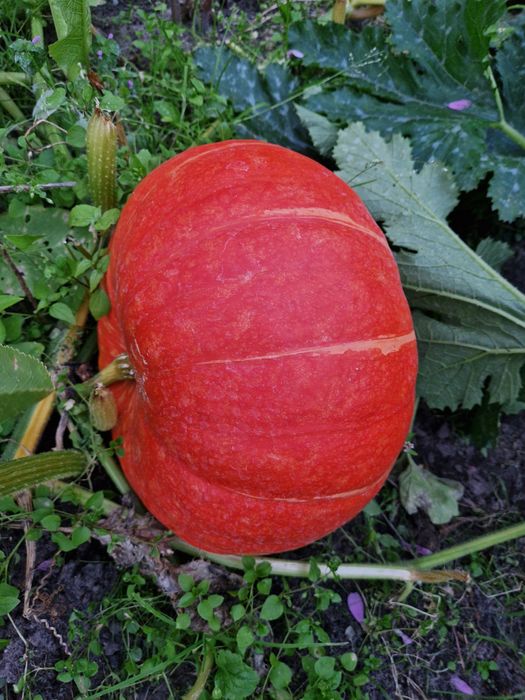 Dynia z przydomowego ogródeczka