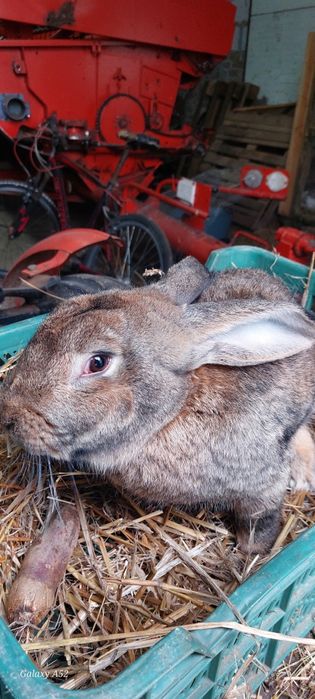 Sprzedam królika (ŻYWEGO)