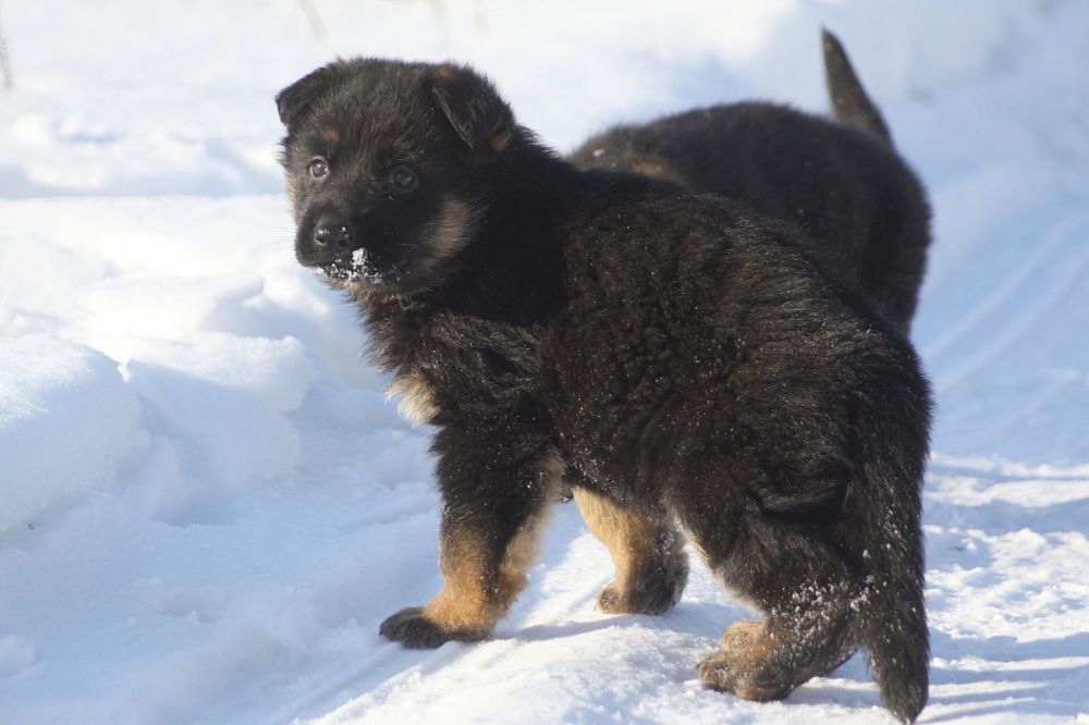 Хлопчик німецької вівчарки КСУ