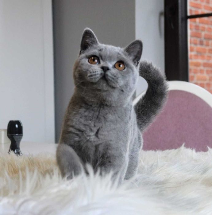 Котик підрощенний стотіш страйт