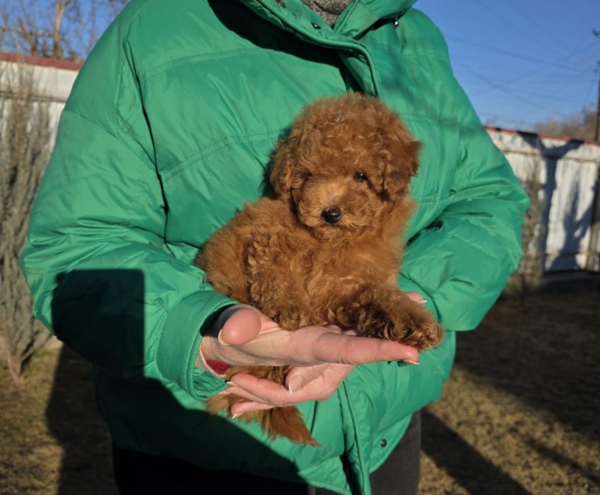 Хлопчики та дівчатка. Чарівні кучеряшки.