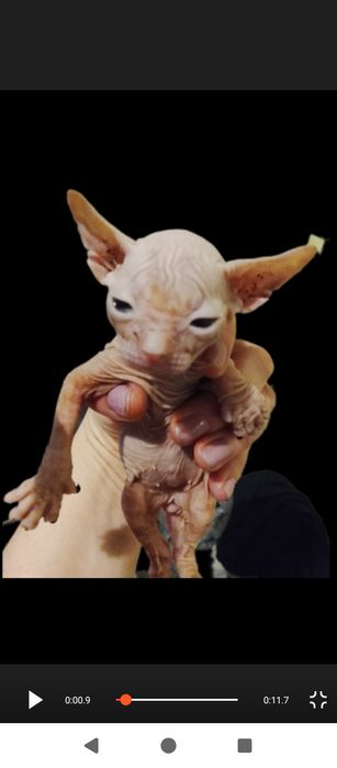 Бронь котята донскова сфинкса родились 10.03