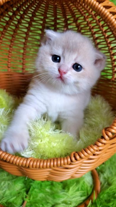 Нежные малыши ждут любящих родителей. Котята золотая шиншилла.