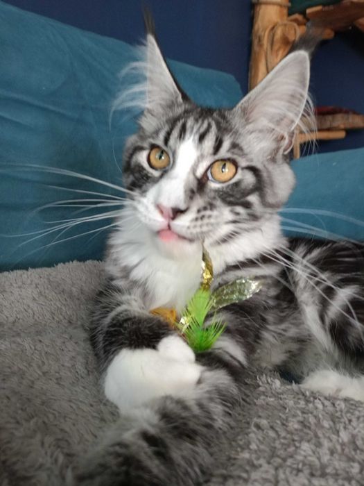 Kocurek Maine coon