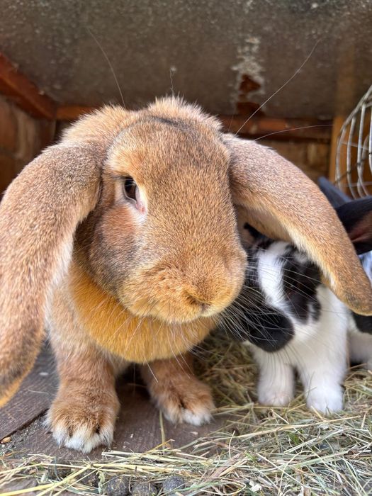 Doboszówka Wolne noclegi Góry Lasówka Zieleniec