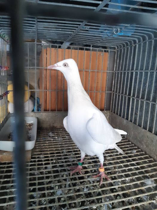 Masłowy maślak perłowy