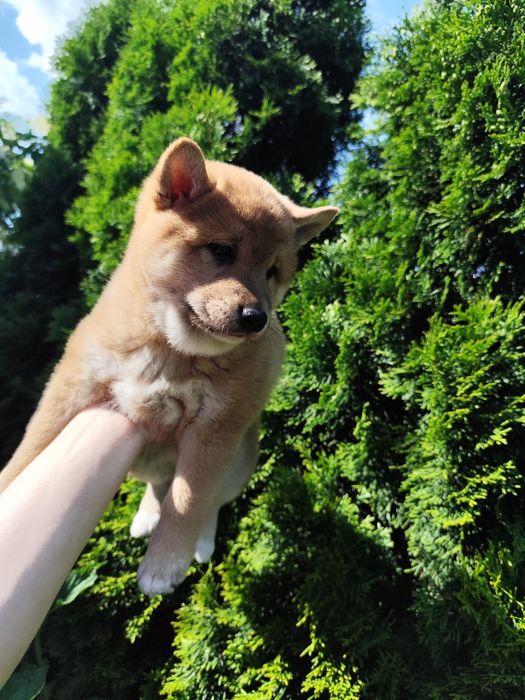 Shiba inu piesek
