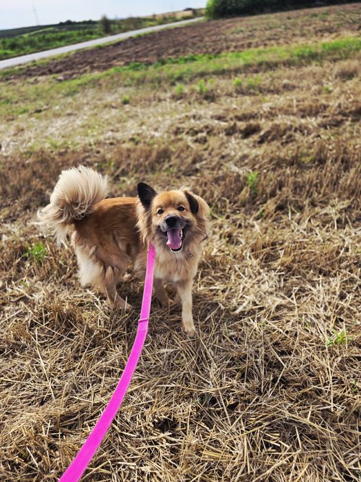 Piękny piesek Bouli