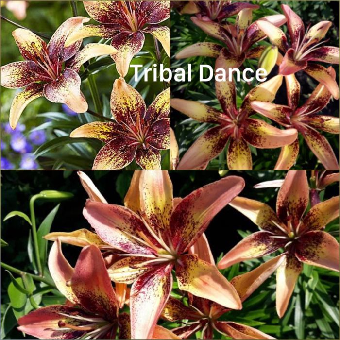 Лилия садовая ; Apricot Fudge; Амариллис-Гиппеаструм-комнатная Лилия