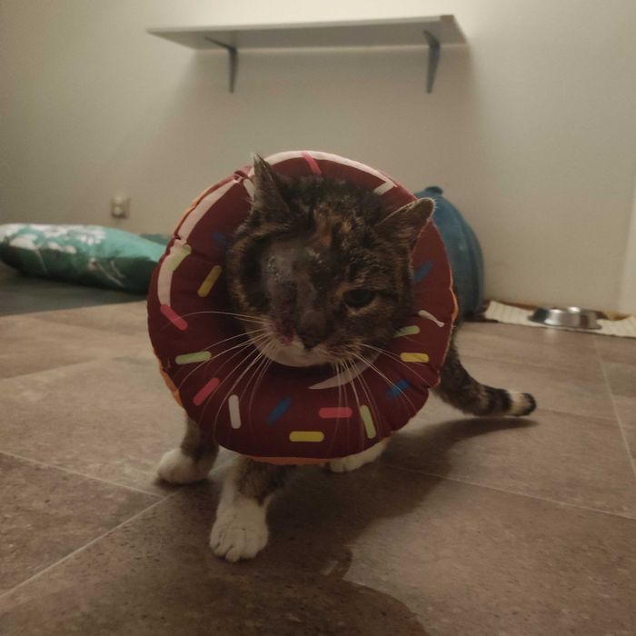 Tortuga szuka miłości na starość