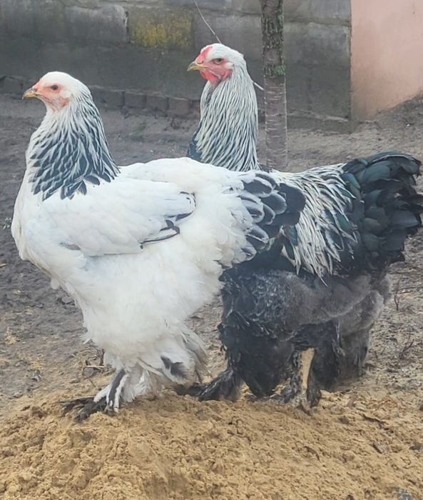 Инкубационное яйцо светлой (Колумбийской) и тёмной брамы, куры брама