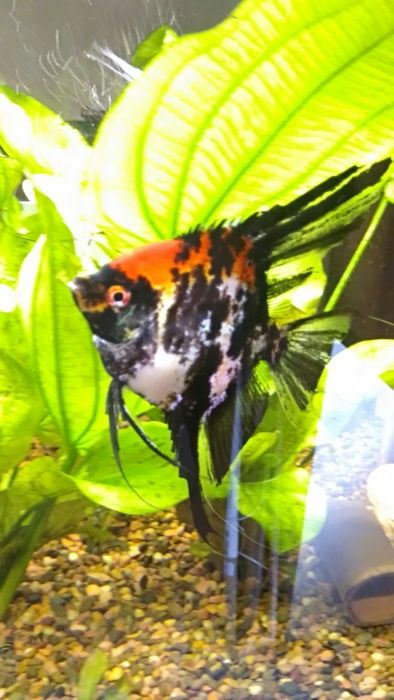 Салярия супер Ред и Ред девил