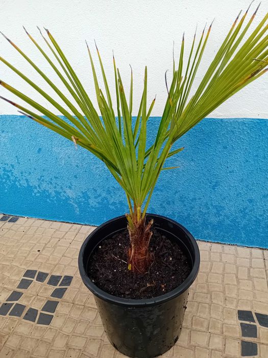 Palmeira moinho de vento Trachycarpus Fortunei