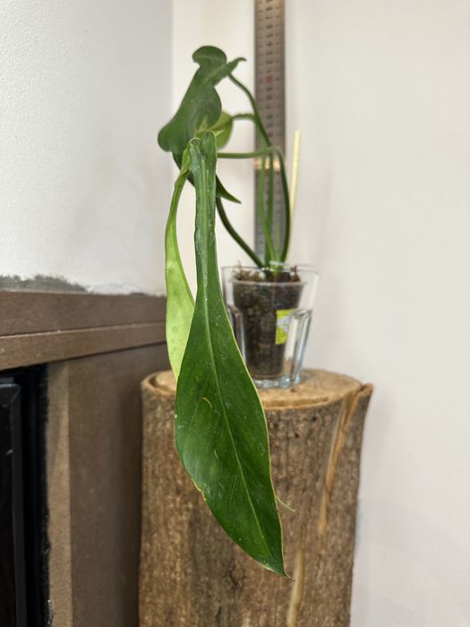 Філодендрон Philodendron  Joepii