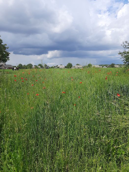 Земельна ділянка с. Сусли продаж або оренда