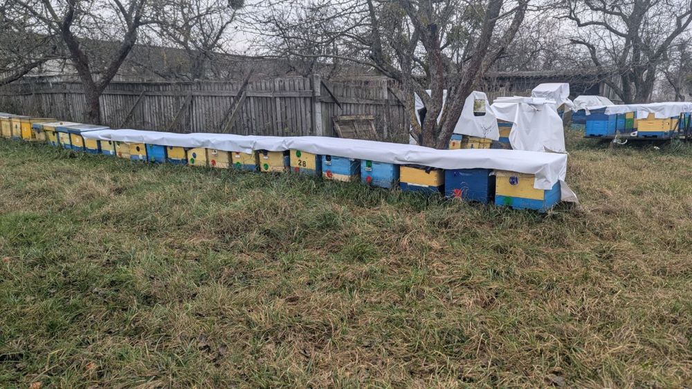 Бджолосімї на весні 2026