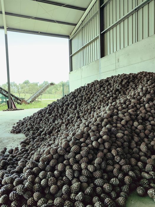 Enxertia de Pinheiro Manso