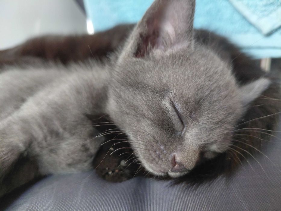 Маленький срібний котик безкоштовно