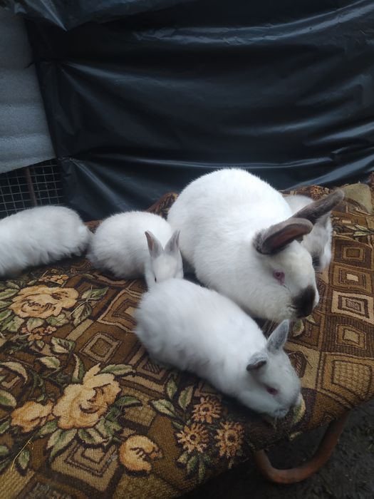 Кролі Каліфорнія