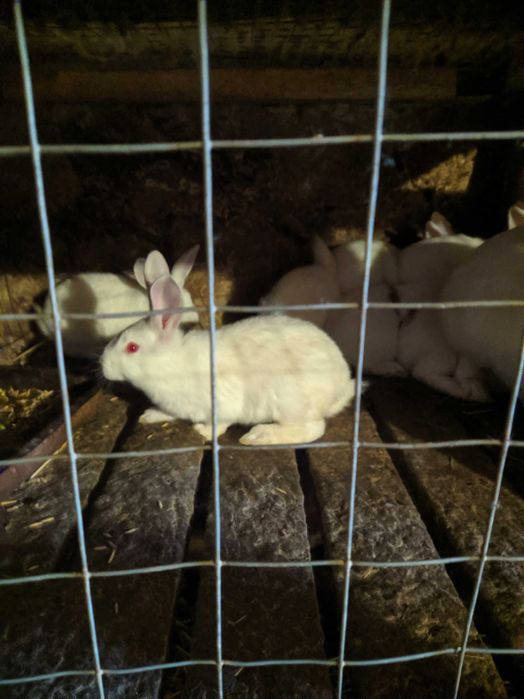 Кролі термонська біла.