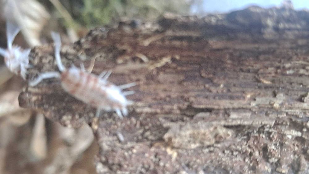 zestaw isopod porcelionides pruinosus 4 odmiany-promocja
