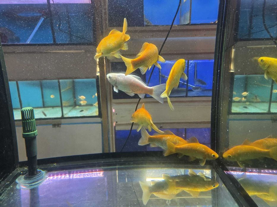 Goldfish \ Cometa 15-20cm Amarelo, branco e Laranja