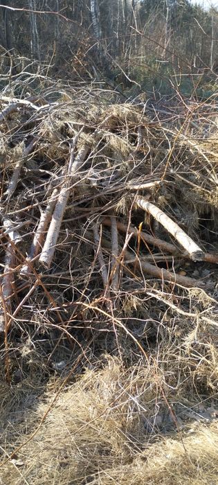 Drewno opałowe gratis