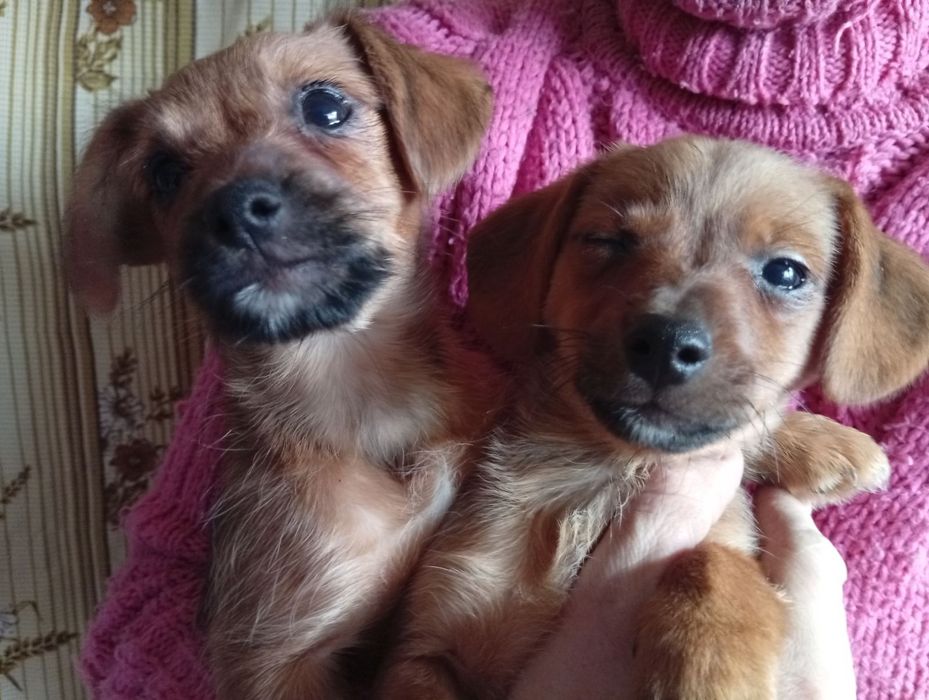 Віддам Маленьких цуценят