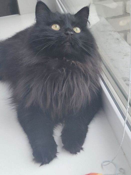 Кошка в хорошие руки СРОЧНО