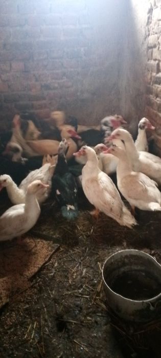 Продам качки 5 штук -1000 грн.