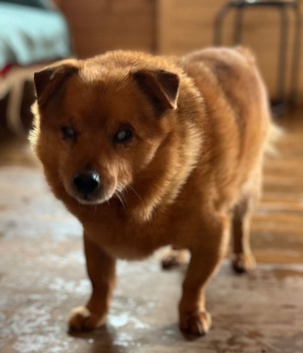 Niewidomy Zenuś szuka domku