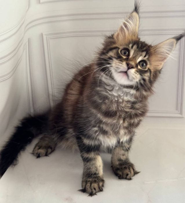 Продам кошеня дівчинку мейн-кун Чорний мармур (є гентести)