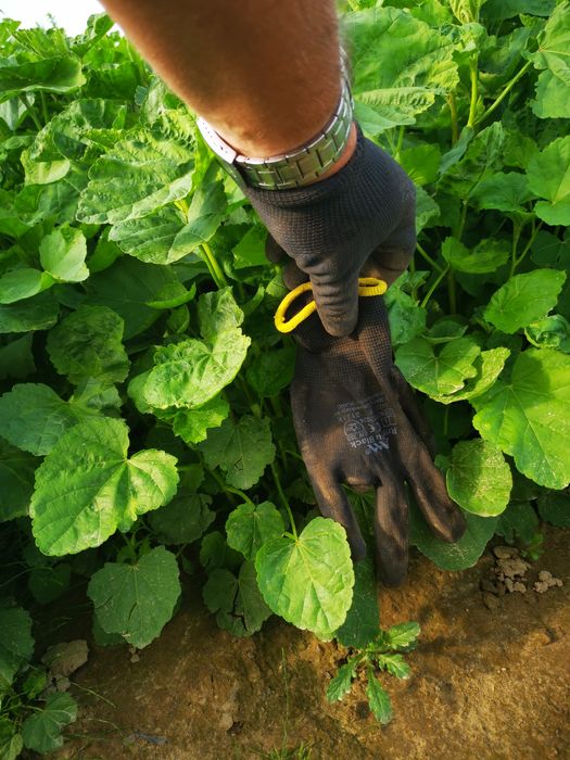 Prawoślaz lekarski - sadzonka rozsada flance
