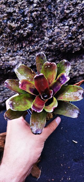 Tanio !! Bromelie, Neoregelie do Terrarium Vivarium Paludarium!