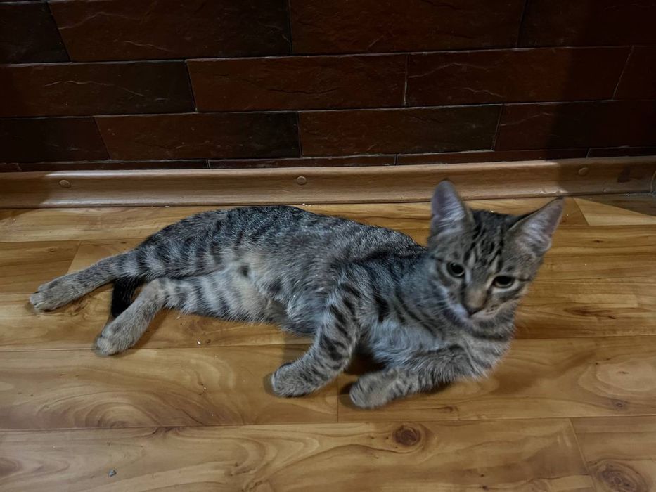 Казкові кошенята ШУКАЮТЬ родини!