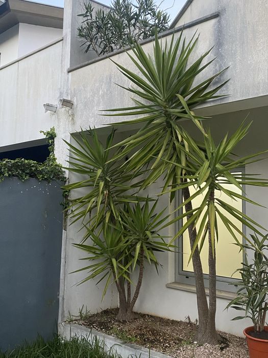 Planta Yucca pequena