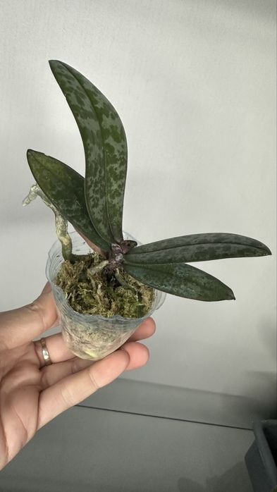 Schilleriana орхідея Шиллеріана