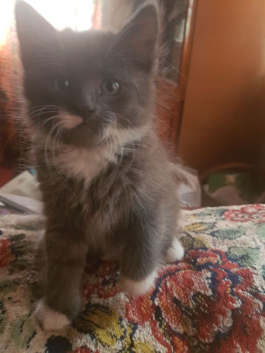 Вусатий Хлопчик Кошеня