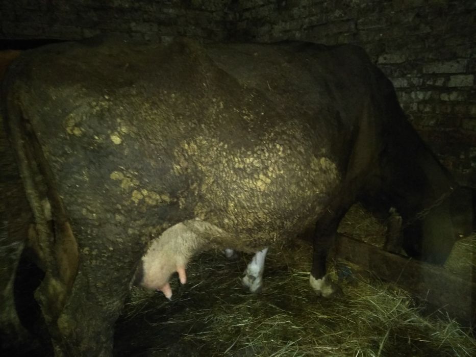 Продам тільну корову