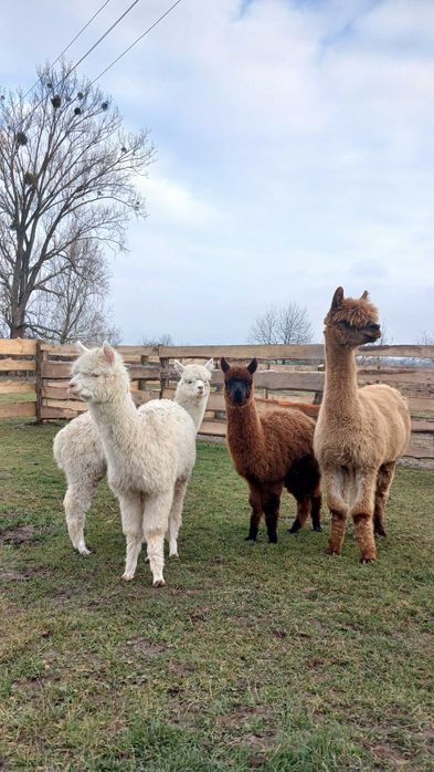 Сільськогосподарські копитні тварини