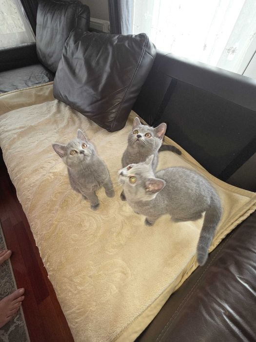 Kotki kocurki Brytujskie z  rodowodem