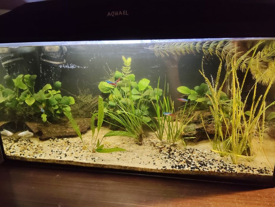 Akwarium 54L  cały zestaw