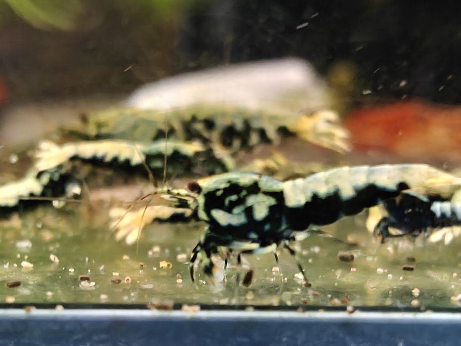 Krewetki Caridina BOA