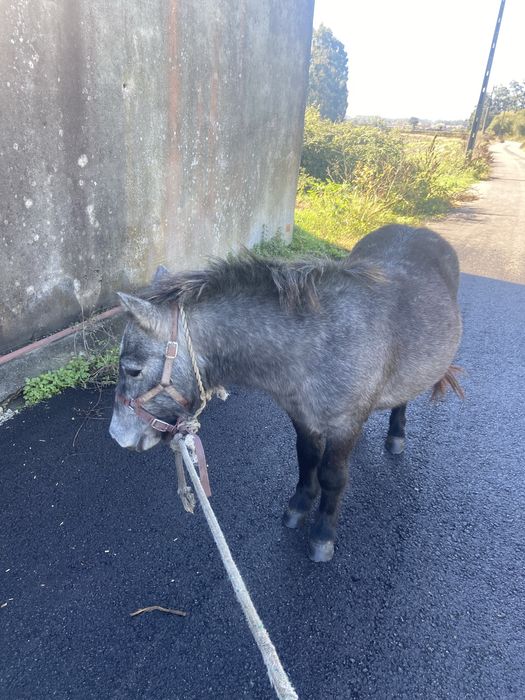 Vendo ponei femea cheia com 4 anos