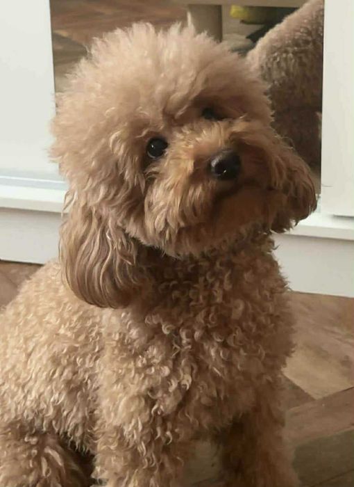 Pudel Miniaturowy Dolna Granica Płowy Red Już do odbioru!!!