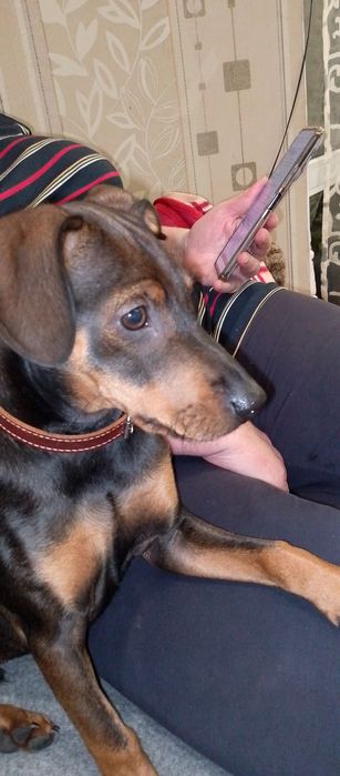 Віддам в добрі руки